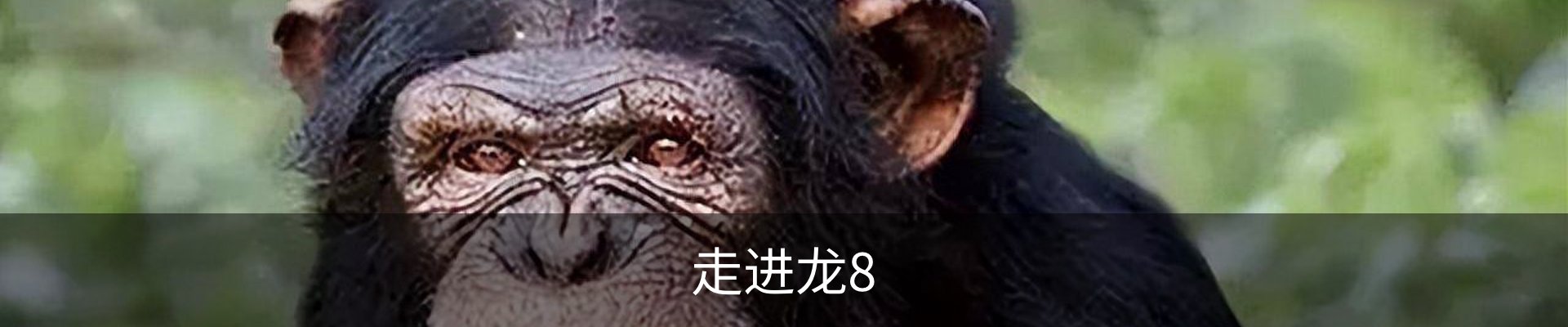 走进龙8